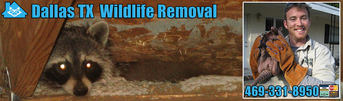 Dallas Wildlife and Animal Removal
